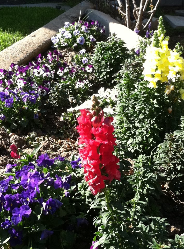 Visual feast of 'dragons and pansies